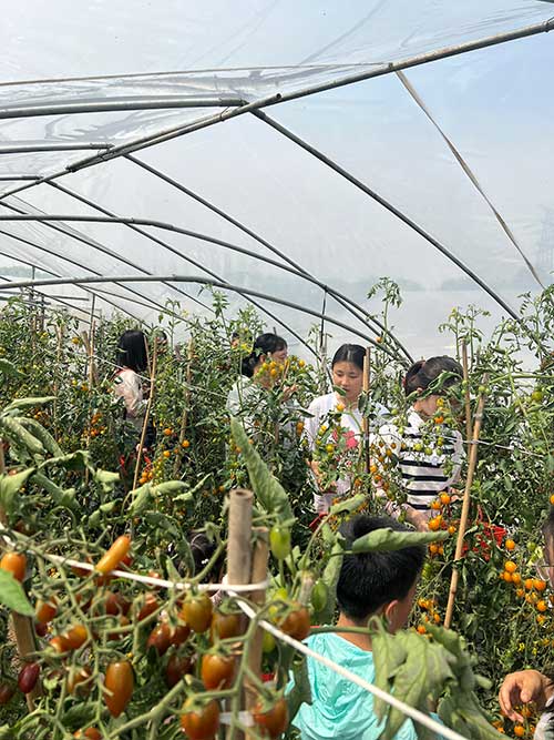 采摘番茄.jpg
